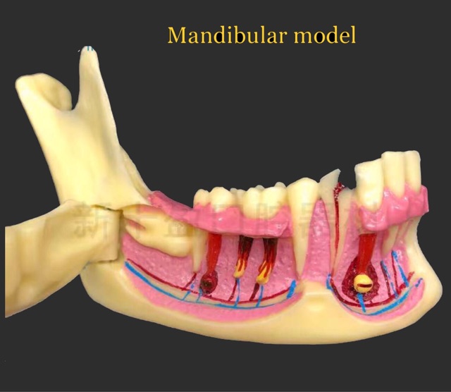 dental-communication-model-mandibular-model-for-dental-teaching-training-model