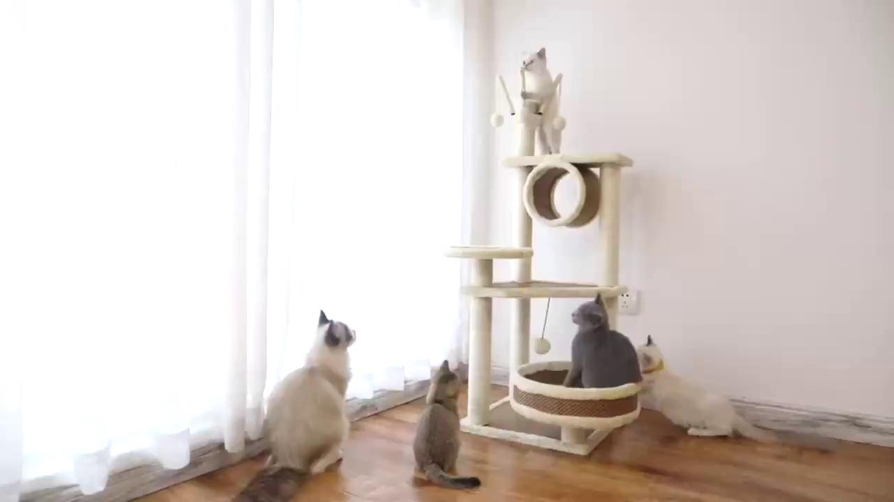 ที่นอนแมว-cat-condo-คอนโดแมว-ที่ข่วนเล็บแมว-ห้องนอนแมว-ของเล่นแมว-ที่ฝนเล็บแมว-คอนโดสัตว์เลี้ยง