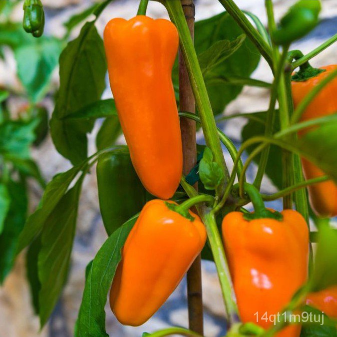 pepper-sweet-glow-f1-8sds-สีส้ม-บริษัทโกลว์ชุด-vegetable-seeds-wellgrow-seedsมักกะโรนี-สร้อยข้อมือ-เมล็ดพืช-ทานตะวั