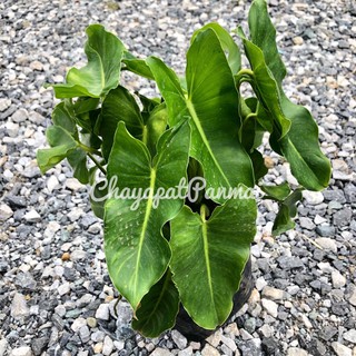 ฟิโลเดนดรอน 🪴 เขียว มรกต Philodendron แบบถุง