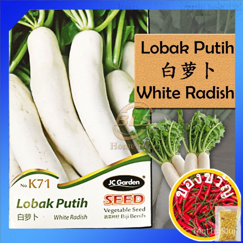 k71-white-radish-jc-garden-vegetable-seed-biji-benih-lobak-putih-not-plants-seeds-e5zw