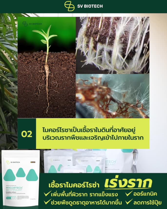รูทไรซ์ (Root rise) 500g เชื้อราไมคอร์ไรซ่าคุณภาพสูง ฟื้นฟูระบบราก ...
