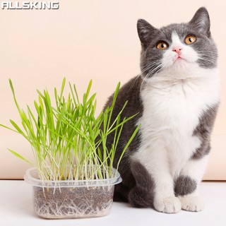 Allsking ข้าวสาลีออร์แกนิค ชุดปลูกต้นข้าวสาลีอ่อน เมล็ดข้าวสาลี เมล็ดหญ้าแมว ต้นหญ้าแมว คนทานได้ แมวทานดี
