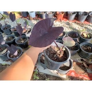 บอนดำ แบล็คเมจิก Colocasia Black Magic