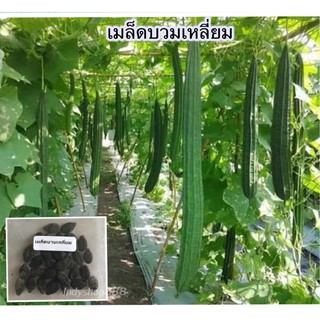 เมล็ดพันธุ์ บวบ บวบเหลี่ยม 40 เมล็ด [10 แถม 1 คละได้]