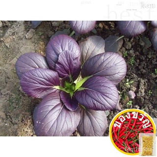 14.Baby Bok Choy Purple Seeds 150pcs S $2อีเมลธรรมดาฟรีในSGคื่นฉ่าย/ผักกาดหอม/ดอกทานตะวัน/หมวก/เด็ก/แอปเปิ้ล/ผักชี/ดอกไม