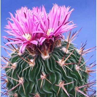 Echinofossulocactus phyllacanthus (5 seeds)