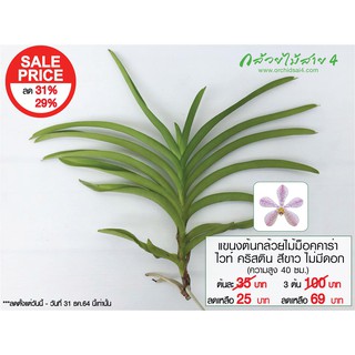 ภาพหน้าปกสินค้าแขนงกล้วยไม้ม็อคคาร่าไวท์ คริสติน สีขาว (Mokara White Christin Plant) Sale Price ลดราคาค่ะ ที่เกี่ยวข้อง