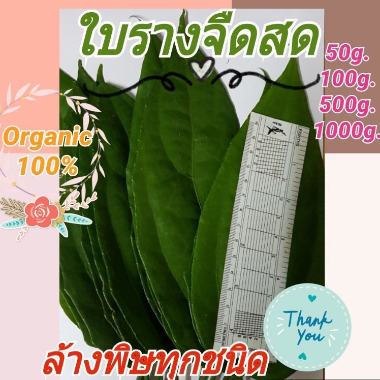 ภาพหน้าปกสินค้าใบรางจืดสด Organic100% 50g.100g.(แบบใบใหญ่คละใบเล็ก) จากร้าน golden_house_noppawong_herbs บน Shopee