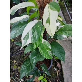 อิพิด่างขาว   Epipremnum pinnatum variegated สีขาวใบฉีกเร็ว สวยมากคะ