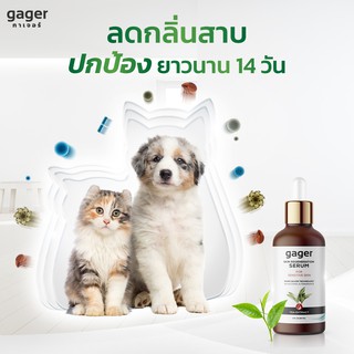 ภาพหน้าปกสินค้าGager (กาเจอร์) Nano Silver Serum เซรั่มนาโนซิลเวอร์ ลดกลิ่นสาบสุนัขและแมว (30ml.) ที่เกี่ยวข้อง