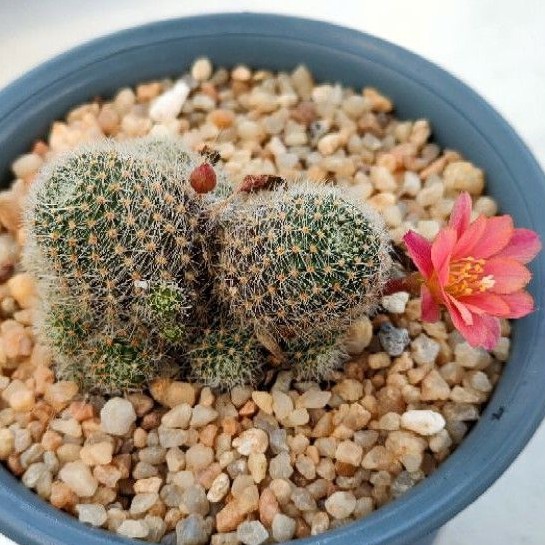 cake-cactus-farm-กระบองเพชร-rebutia-carnival-รีบูเทีย-คาร์นิวัล-ดอกสีโอลโรสมีแถบสีม่วงกลางกลีบดอก