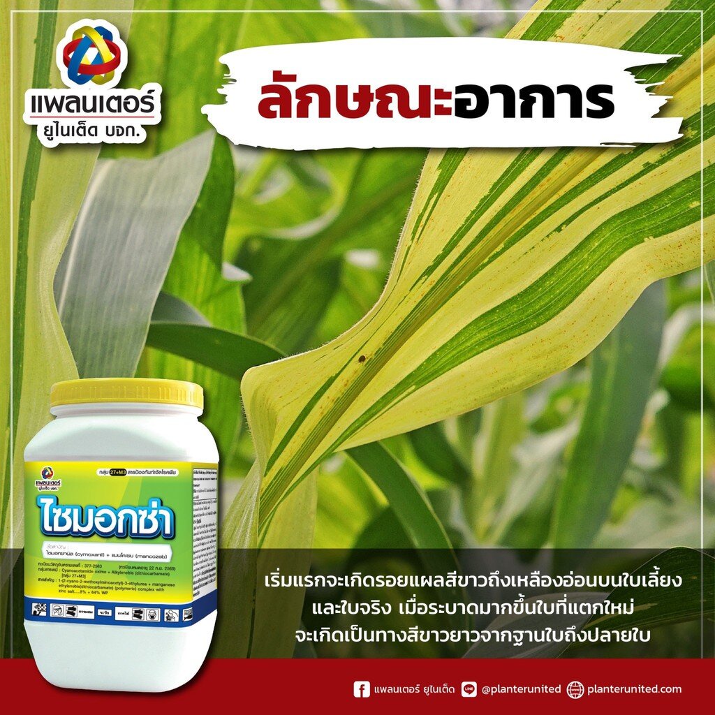 ภาพสินค้าไซม็อกซ่า 500 กรัม ไซมอกซานิล + แมนโคเซบ บริษัท แพลนเตอร์ ยูไนเต็ด จำกัด จากร้าน thaiseedonline บน Shopee ภาพที่ 1