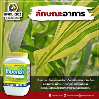 ภาพขนาดย่อของภาพหน้าปกสินค้าไซม็อกซ่า 500 กรัม ไซมอกซานิล + แมนโคเซบ บริษัท แพลนเตอร์ ยูไนเต็ด จำกัด จากร้าน thaiseedonline บน Shopee ภาพที่ 1