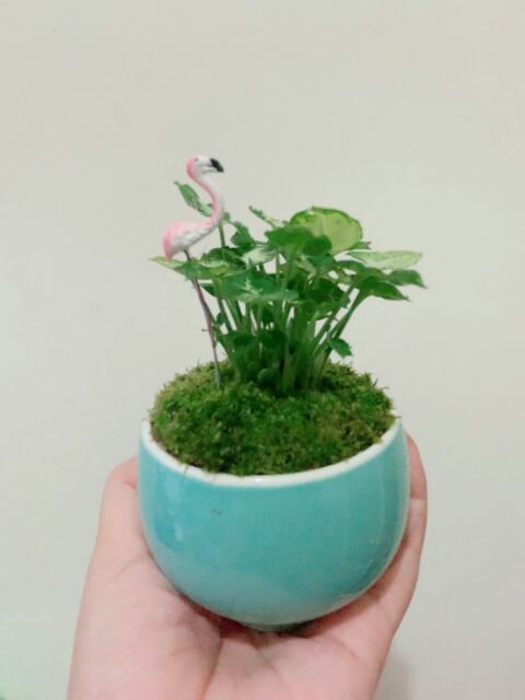 ddplants-ต้นไม้มงคล-ปูมอสดิน-กระถางเซรามิกญี่ปุ่นคละลาย