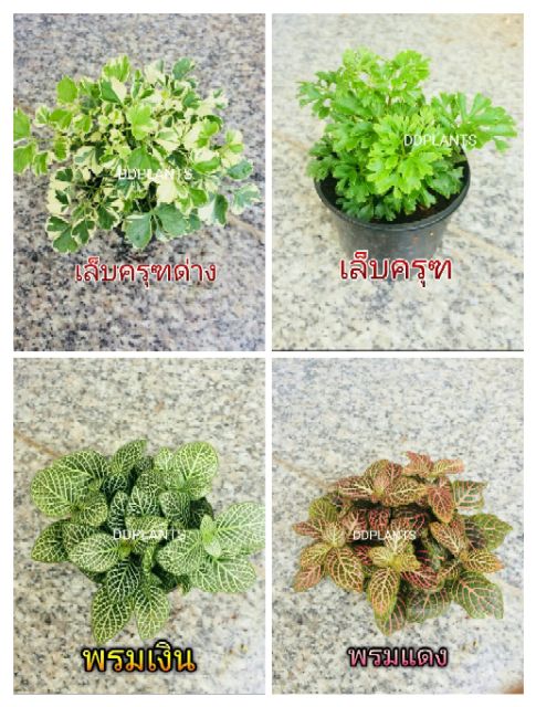 ddplants-ต้นไม้มงคล-ต้นไม้จิ๋ว-เสริมสิริมงคล