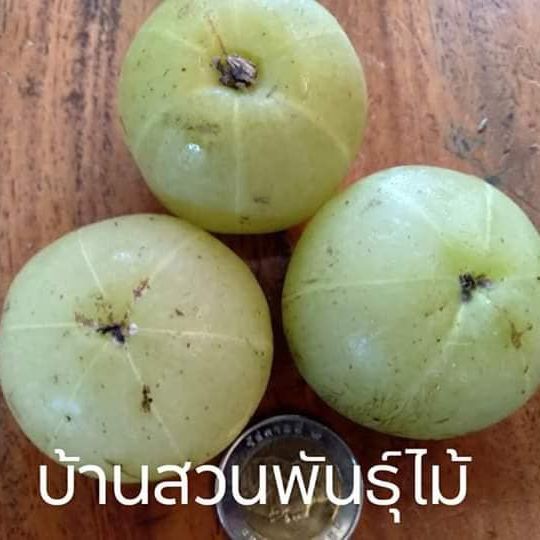 ต้นมะขามป้อม-พันธุ์ยักษ์อินเดีย