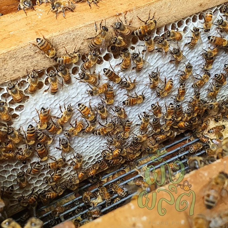 ภาพหน้าปกสินค้ารวงน้ำผึ้งสด (honeycomb) จากธรรมชาติ 100% จากร้าน phungphlit บน Shopee