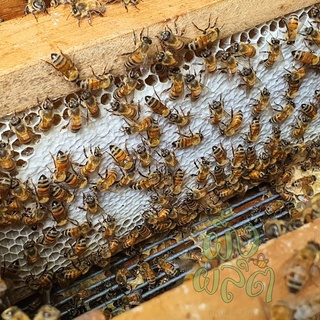 ภาพขนาดย่อของภาพหน้าปกสินค้ารวงน้ำผึ้งสด (honeycomb) จากธรรมชาติ 100% จากร้าน phungphlit บน Shopee