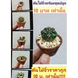 สินค้า ต้นไม้จิ๋วพร้อมชุดปลูกต้นไม้ 🌵เหมาะสำหรับฝึกปลูกต้นไม้ ตั้งโชว์และเป็นของขวัญสุดมินิมอล ของขวัญปัจฉิม ของชำร่วย