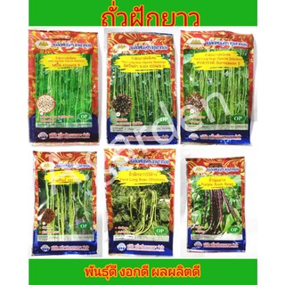 เมล็ดพันธุ์​ ถั่วฝักยาว​ ​6​ สายพันธู์