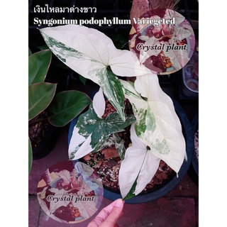 เงินไหลมาด่างขาวSyngonium podophyllum Variegeted