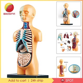 [Bao1-8✨พร้อมสต็อก✨] ของเล่นโมเดลร่างกายมนุษย์ 3D เสริมการเรียนรู้วิทยาศาสตร์ 3+