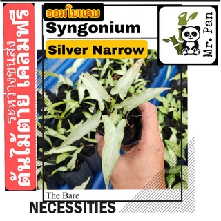 Syngonium Silver Narrow เงินไหลมา ใบเเคบ ออมใบเเคบ