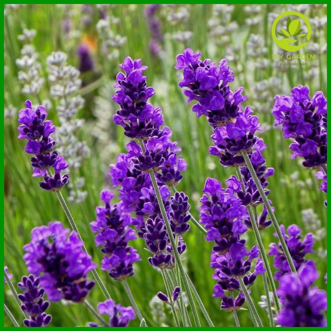 เมล็ดพันธุ์ดอกไม้-ลาเวนเดอร์-lavender-เมล็ดพันธุ์ดอกไม้นำเข้า-ดอกไม้มงคล-จัดสวน-แต่งสวน-ปลูกดอกไม้-ปลูกผัก-ผักสวนครัว