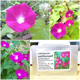 เมล็ดพันธุ์ มอร์นิ่งกลอรี สกาเร็ต โอฮารา (Scarlet OHara Morning Glory Seed) บรรจุ มล็ด50 เมล็ด (ไม่ใช่พืชที่มีชีวิต)