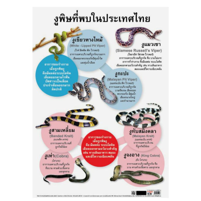 งูพิษที่พบในประเทศไทย-โปสเตอร์กระดาษหุ้มพลาสติก-eq-020