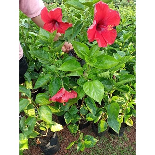 ต้นชบาฮาวาย ดอกสีแดงกลีบดอกชั้นเดียวดอกใหญ่