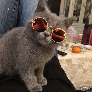 แว่นตากันแดด อุปกรณ์เสริม สําหรับสัตว์เลี้ยง สุนัข แมว