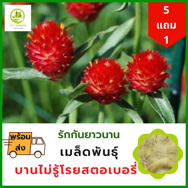 เมล็ดพันธุ์ดอกไม้-บานไม่รู้โรย-สตอเบอรี่-เมล็ดพันธุ์ดอกไม้นำเข้า-ดอกไม้มงคล-จัดสวน-แต่งสวน-ปลูกดอกไม้-ปลูกผัก-ผักสวนครัว