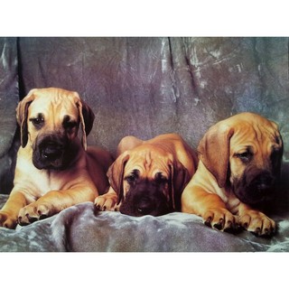 โปสเตอร์ รูปถ่าย สัตว์เลี้ยง หมา สุนัข Great Dane POSTER 17”x23” German 3 Puppy Dog Photo Deutsche Dogge German Mastiff