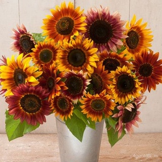 (ผู้ค้าส่งเมล็ดพันธุ์) เมล็ดพันธุ์ ทานตะวัน ออทั่มบิวตี้ 25 เมล็ด Autumn Beauty Sunflower เมล็ดพันธุ์นำเข้าแท้ 100% นำไป