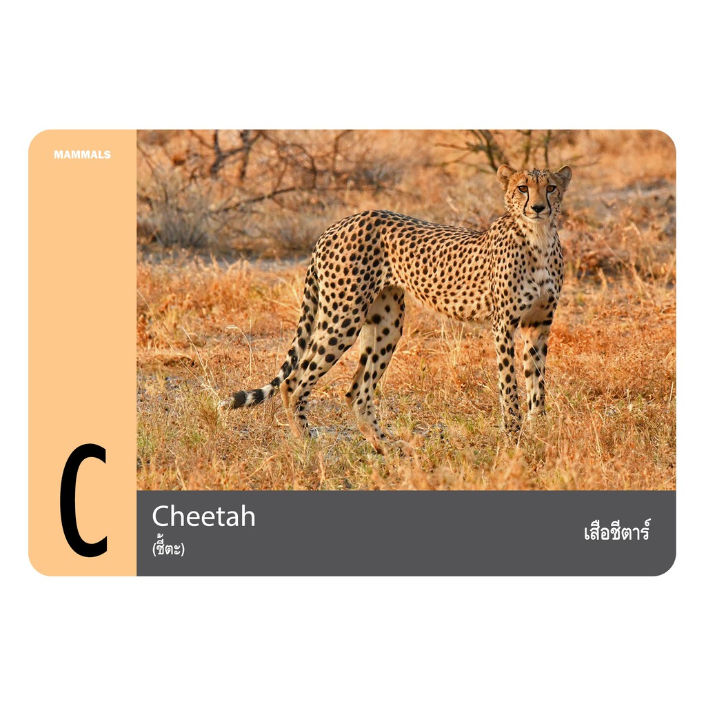 แฟลชการ์ด-บัตรคำ-การ์ดคำศัพท์-flash-cards-สัตว์ป่า-wild-animals-จำนวนมากที่สุดถึง-108-ใบ-ของเล่นเสริมพัฒนาการ