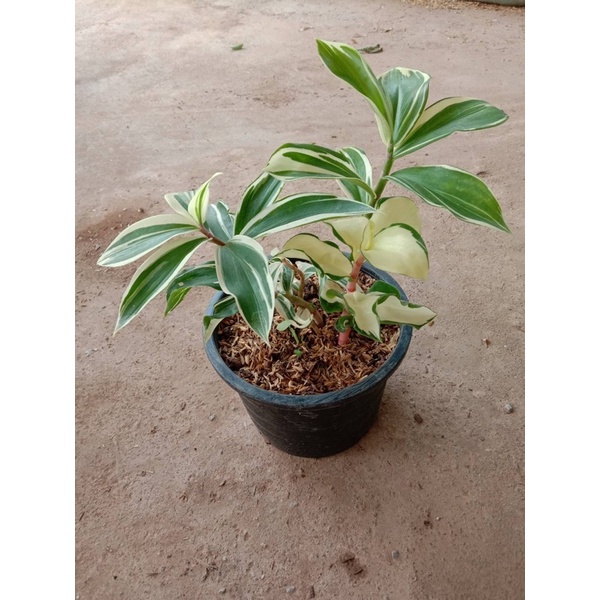 วาสนามหาสุข-เอื้องหมายนา-ไม่ด่าง-ด่าง-dracaena-sp-variegated