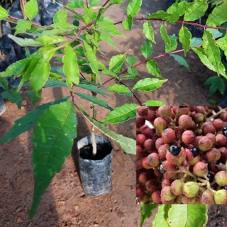 ต้นมะแขว่น ขนาด30-40เซนฯผลและใบมีกลิ่นหอมใชทำเครื่องเทศ