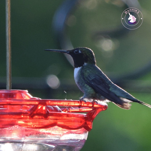 hummingbird-feeder-เครื่องให้อาหารนกพลาสติกกันน้ําสําหรับทํากิจกรรมข้างนอก