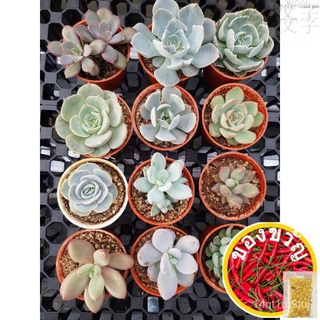 Live succulent plant (pot size 5cm) ready stock พืชเนื้อมากขึ้น (15A-15Z)花园/seeds/内裤/香菜/木瓜/苹果/手链/上衣/男装/母婴/ EWQH