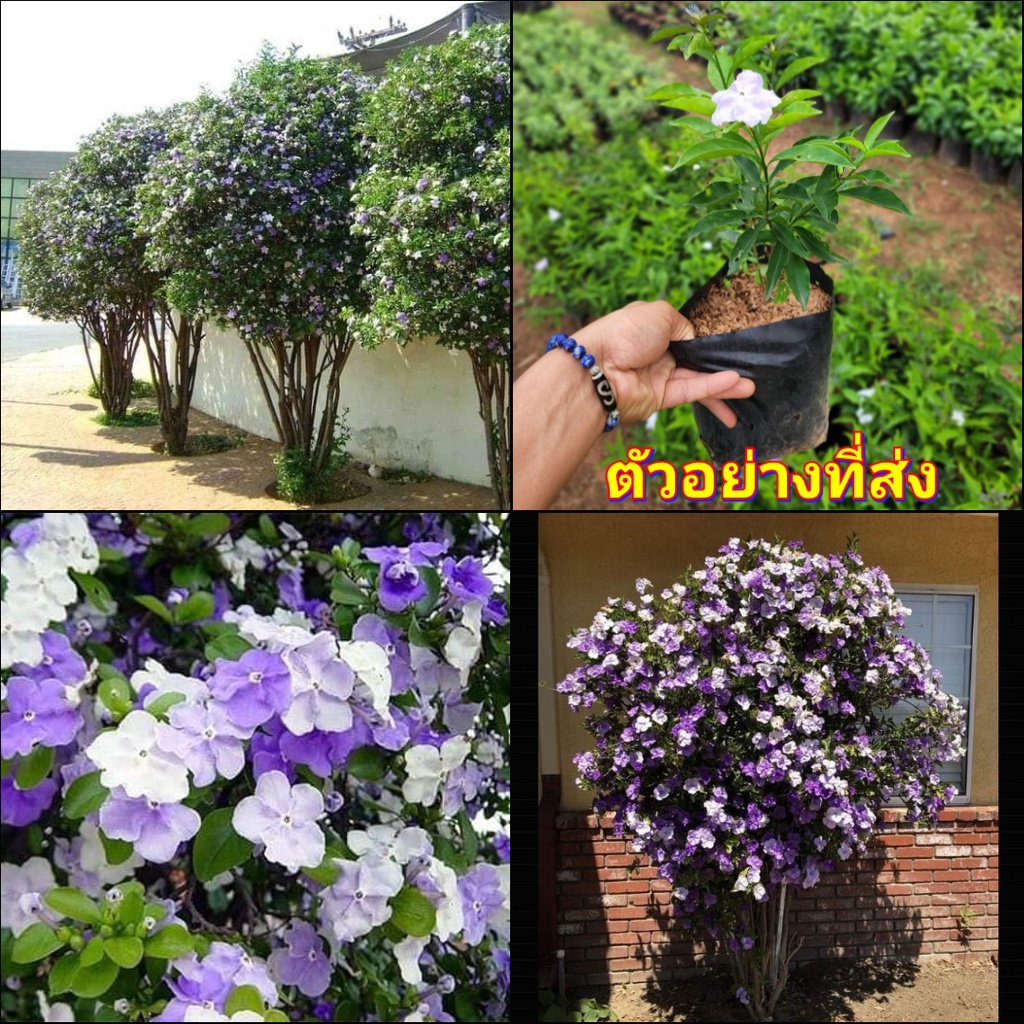 1ต้น-ต้น-ดอก-พุทธชาดสามสี-brunfelsia-uniflora-ต้นพุดสามสี-พุดสามสี-ต้นพุด-พุด-สามสี-ต้นพุทธชาดสามสี-ทษณน