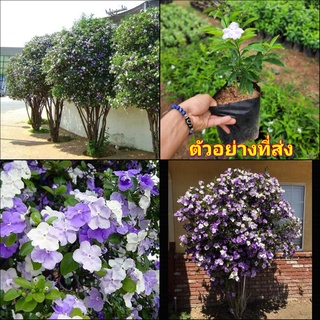 (1ต้น) ต้น ดอก พุทธชาดสามสี Brunfelsia uniflora    ต้นพุดสามสี พุดสามสี ต้นพุด พุด สามสี ต้นพุทธชาดสามสี ทษณน