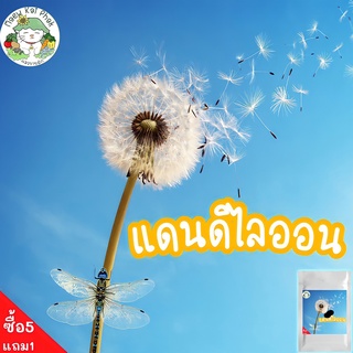 เมล็ดพันธุ์ ดอกแดนดิไลออน Dandelion Seeds เมล็ด เมล็ดพันธุ์แท้ นำเข้าจากต่างประเทศ 50 เมล็ด (ไม่ใช่พืชที่มีชีวิต)