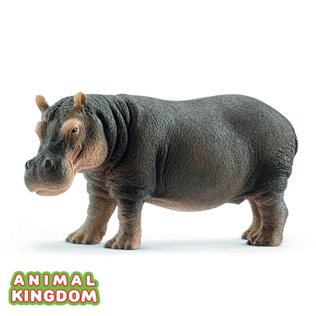 animal-kingdom-โมเดลสัตว์-ฮิปโปโปเตมัส-ขนาด-12-60-cm-จากหาดใหญ่