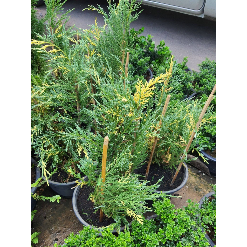 ต้นสนแซมทอง-juniperus-chinensisl-stricta-variegata-สูง-60-70ซม-ในกระถาง10นิ้วปลูกเป็นไม้ประดับ-หรือปลูกเป็นแนวรั้ว