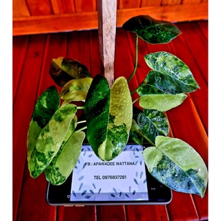 📌ลงต้นใหม่จ้า) Philodendron Burle Marx Variegated เบอเบิ้ลมาร์ค