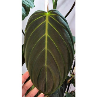 Philodendron Gigas โตแล้วใบยาวใหญ่