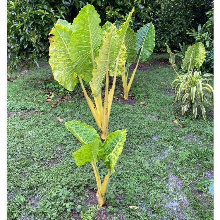 alocasia-บอนกระดาษทอง-เหลืองคือดีงาม-ปลูกคู่หน้าบ้านคือทางเงินทางทอง-มี-3-ขนาด