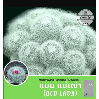 เมล็ดพันธุ์ แมม แม่เฒ่า Mammillaria Hahniana (OLD LADY) 10 เมล็ด